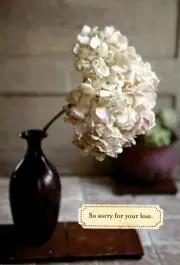 With Deep Sympathy For Loss White Hydrangea Hydrangeas Hallmark Greeting Card