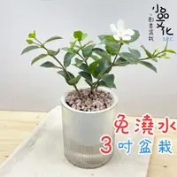 在飛比找蝦皮商城優惠-【小品文化】白絹梅【現貨】3吋條紋圓免澆水盆栽 室內植物 室