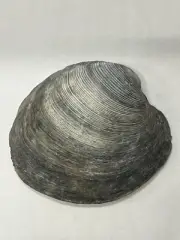 RARE Fossilized CLAM Shell ( 1/2 ) From Central Florida - Pliocene Era.