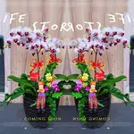 【歐式綠坊花苑】【GTCO816】蝴蝶蘭(桌上型/1對2盆)~喜慶祝賀蘭花盆栽