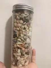 1 Bottle Little Lucky Sea Shells - Different Kind Tiny Of Sea shells