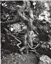 Tree root, cliff wall along the Catskill Creek-Thomas Teich. 2007.