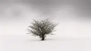 tree of life photogragh art poster bathroom wall art