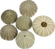 Mobestech 6 Pcs Sea Shell Air Holder Sea Shells for Decorating Shells Plants Pot Sea Shells for Craft Hanging Fish Tank Decorations Sea ​​ Shell Green