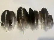 Peacock Wing Feathers Lot Of 10 4-7 Inches