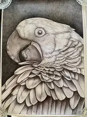 Prison Art Picture Parrot Notorious Trench One of a kind