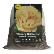 Yarra Valley Bulbs ITOH Peony Canary Brilliant - 1 Pack