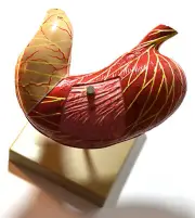 Human Stomach Model, 2 Part, Sectional - Mounted on Base, 5" x 5" x 7.5" -