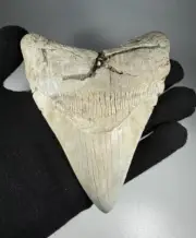 4.7 Inch White Megalodon Shark Tooth Fossil South Carolina Meg Tooth Colorful