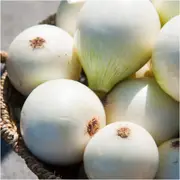 Onion - Gladalan White seeds