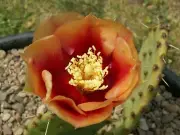 Opuntia macrorhiza 'Ohio' - 10 seeds, seeds