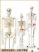 85cm人體骨骼模型170cm骨架人體骨架成人大白骷髏標本教學脊椎全