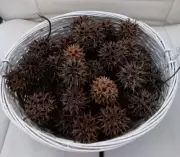 50 Sweet Gum Tree Seed Pods for Craft Projects & Ornaments