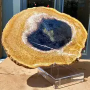 8.42LB Natural Beautiful Fossil Wood Section Specimen Therapy Healing