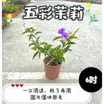 🪴【植入你心❦】五彩茉莉-開花植物-6吋盆-定價150特價130