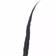 30" to 38" Lady Amherst Pheasant Side Tail Feather - Chocolate Brown ((SECONDS))