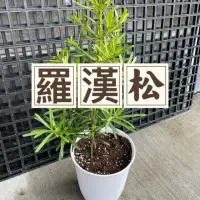 在飛比找momo購物網優惠-【花森好市】羅漢松6吋(白塑盆)