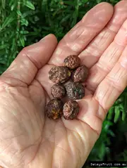 Buy Bush Tomato Plants - Solanum centrale