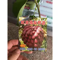 在飛比找蝦皮購物優惠-**小農之家**優質種苗「紅皮鳳梨釋迦」極大顆 很甜  稀有