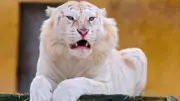 White Tiger Fantasy Abstract home decor Art Painting Canvas