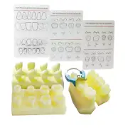 Dental Caries Decay Teeth Model Tooth Simulate Class Ⅱ Resin Restore Template