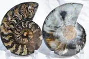 Large Black Ammonite Pair Crystals 110myo Dinosaur age Fossil 165mm 6.5" 9547cc