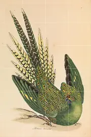 Art Bird James Sowerby Parrot Ceramic Mural Backsplash Bath Tile #2146