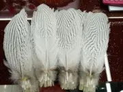 50 pcs Natural Silver pheasant tail feathers 6-8 inch/15-20 cm Diy costume mask