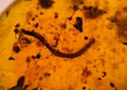 A101 BU729 Millipede ** in Burmese Amber Burmite 99mya