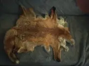 Fox Skin. With Tail. Without Face.
