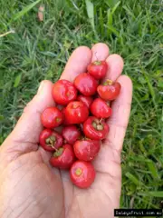 Buy Lilly PIlly Sour Cherry Fruit Trees (Syzygium corynanthum)