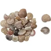 Fresh Water Umbonium Beach Wedding Decor Craft Shells 0.375-0.437" (1 Kilo)