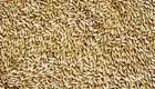 Avigrain Plain Canary Bird Seed 1KG, Bird Seed Mix Feeding Avian Food Pet