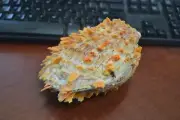 RAW SPINNY SPONDYLUS PRINCEPS OYSTER PAIR CLAM SEA SHELL BEACH 6" #T-45C