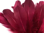 1/4 Lb - Claret Goose Nagoire Wholesale Feathers (Bulk) Craft Wedding USA Seller