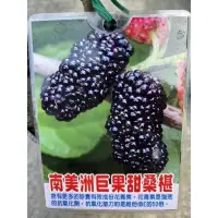 在飛比找蝦皮購物優惠-掛果滿滿～南美洲巨果甜桑椹/6吋盆/適合盆栽栽種、產量高