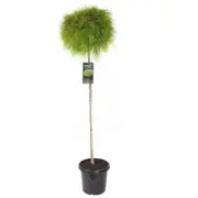 300mm Acacia Limelight Standard - Acacia cognata