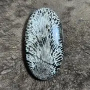 Oval shape black fossil coral cabochon top grade quality cabochon for pandent