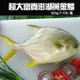 免運!【喬大】超大野生黃金鯧魚 800G10/隻 (20隻,每隻323.1元)