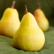FRENCH PEAR Fragrance Oil for making Candles, Soaps, Wax Melts etc.