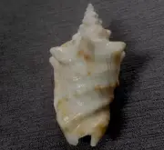 Persististrombus granulatus 75 mm F++++ nice shape and Pattern