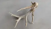 Cool Rare Growth Pattern | Multi-Point Whole Antler Shed | 4 Points | 0.9 Lbs
