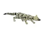 Genet Abyssinian, Ethiopian Plastic Replica 3 inch - F1070 B175