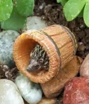 Hazel the Tiny Hedgehog’s Hiding Spot Miniature Garden Fairy Faerie WS 2144