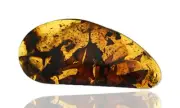 Very Rare Large Leaf, Fossil insect inclusion in Burmese Amber