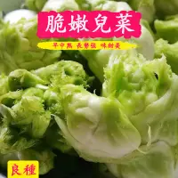 在飛比找蝦皮購物優惠-雪原蔬菜種子 四季播種 兒菜種子  大頭菜 寶寶菜娃娃菜  