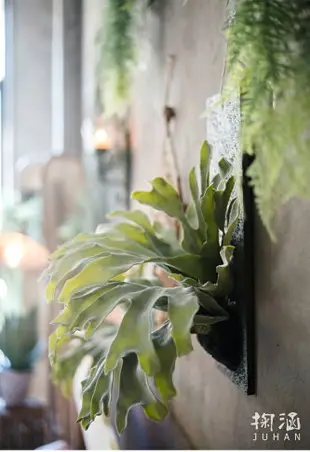 掬涵 仿真大鹿角蕨垂吊壁掛 裝飾綠植套裝花藝設計師空間陳列