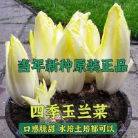 在飛比找蝦皮購物優惠-現貨、種子 金玉蘭菜種子菊苣歐洲王子菜籽營養軟化菊苣多年生四