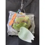 鹿角蕨TONKLA DW-側芽療癒植物-文青小品、蕨類植物、雨林植物-IG網紅-上板鹿角蕨-室內裝飾-觀葉-天南星科