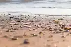Authentic Nemunas River Magnetic Rocks – Chance of Meteorite Discovery!